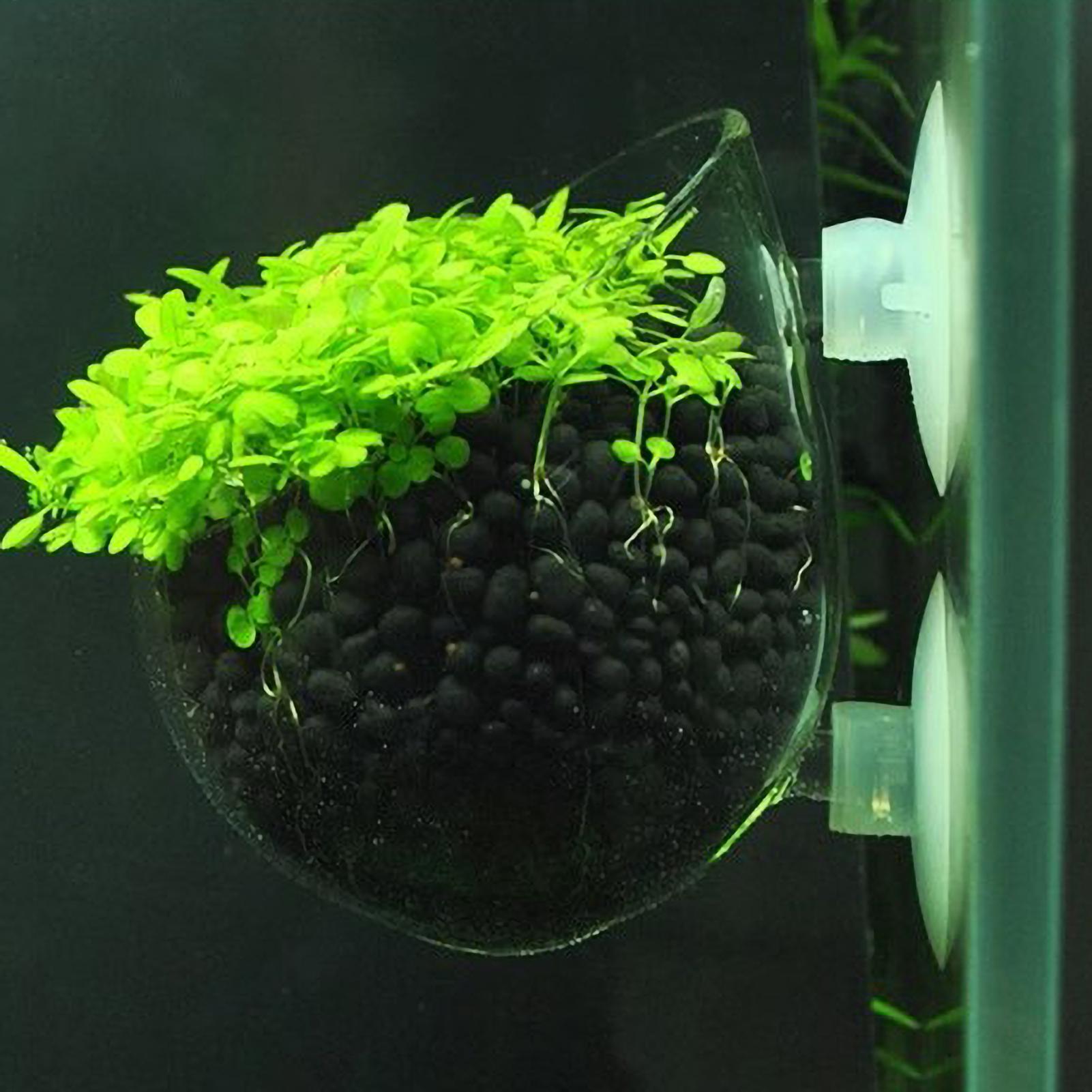 Aquarium Plant Holder - 水槽用植物ホルダー ガラス製水草ポット 吸盤付き 生きた植物 魚タンクホルダー 水草プランター