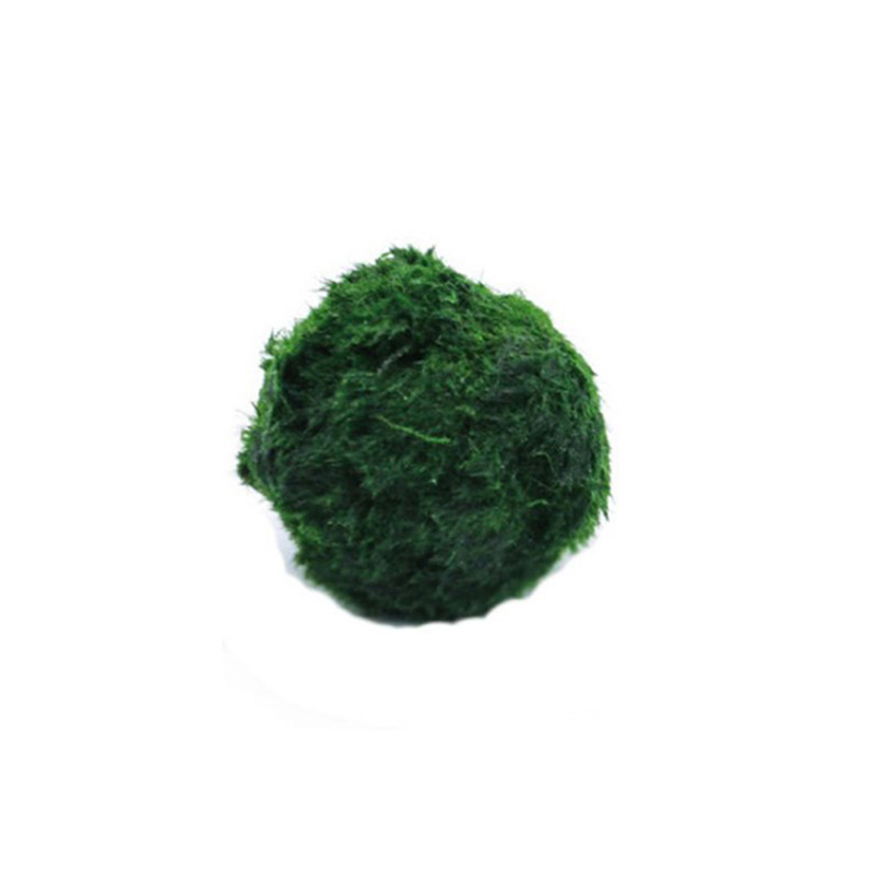 Planted Aquarium Moss - マリモモスボール 生きた水槽植物 藻類 魚 エビ 水槽飾り