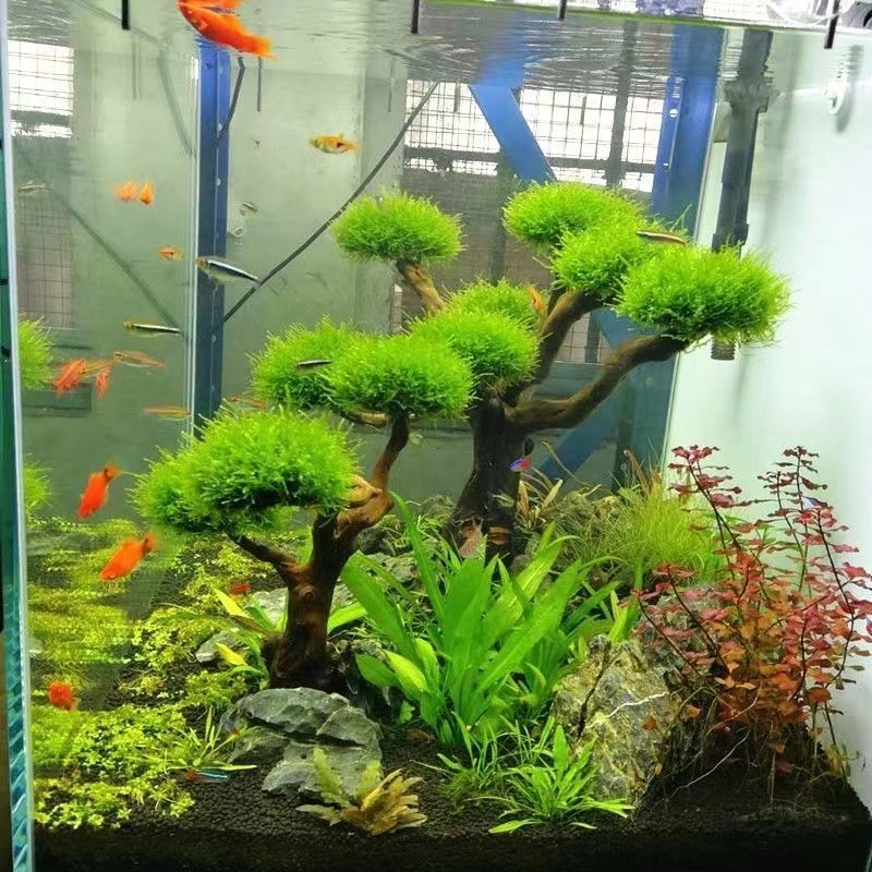 Planted Aquarium Moss - 水槽緑化木枠植栽装飾アクセサリー苔木枠（苔なし）水槽植栽流木装飾