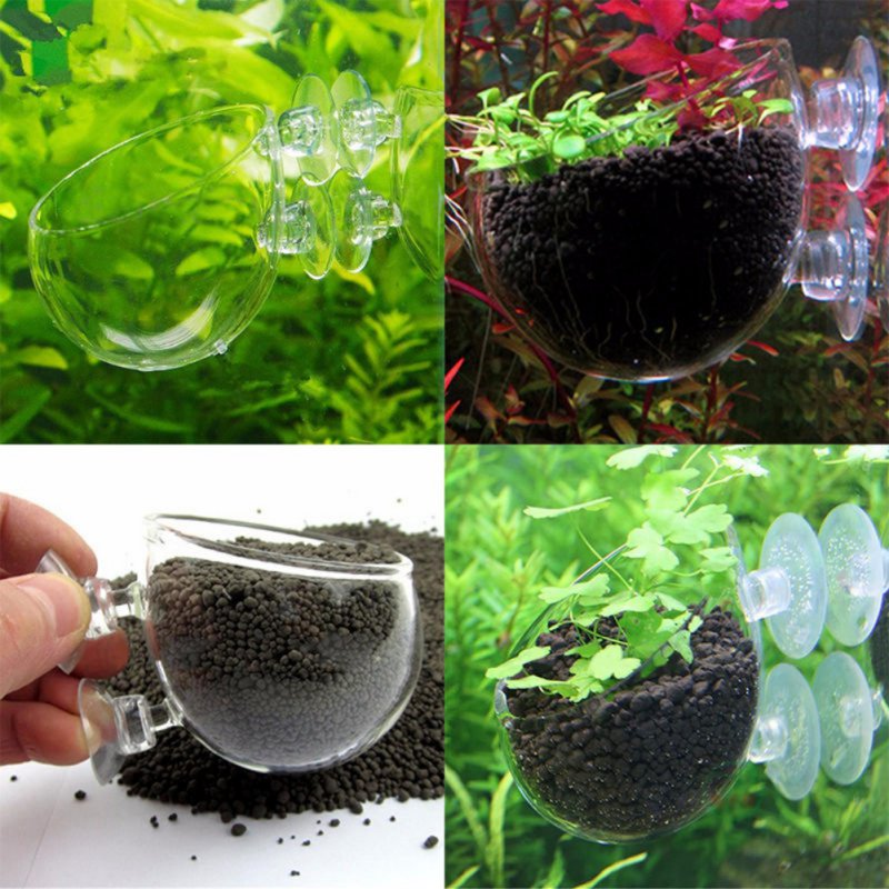 Planted Aquarium Moss - 水族館の植物のためのガラス製の円筒形カップ,水鉢植えの多肉植物の種子,サンゴ,水車