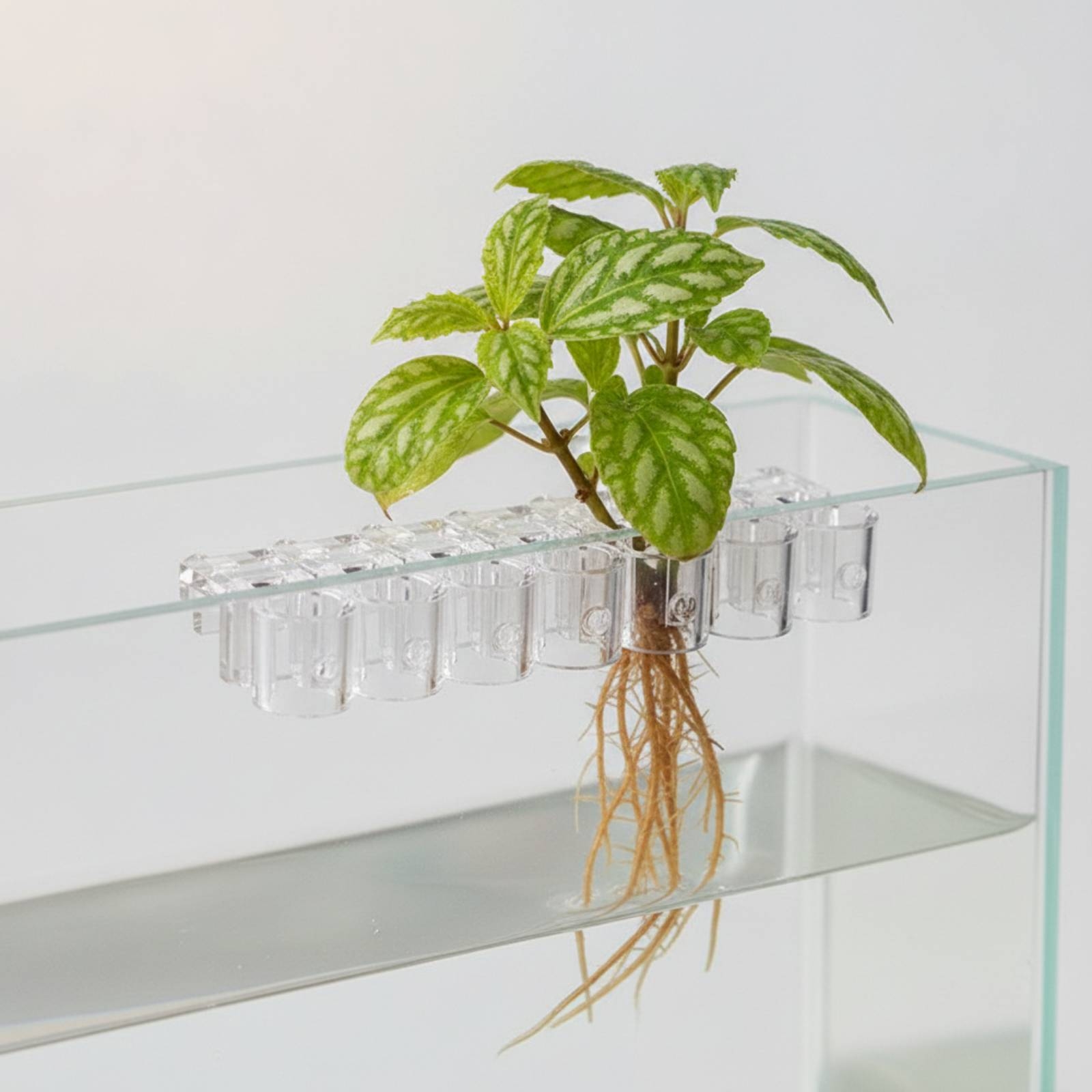 6個入り水槽プランター クリア水耕栽培サポートクリップ ネジ - Aquarium Planting のレビューと価格