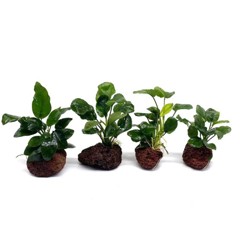 火山水族館の装飾水槽植物固定ポットポルカ水植物鉢植えカップ水 - Aquarium Plant Rings のレビューと価格