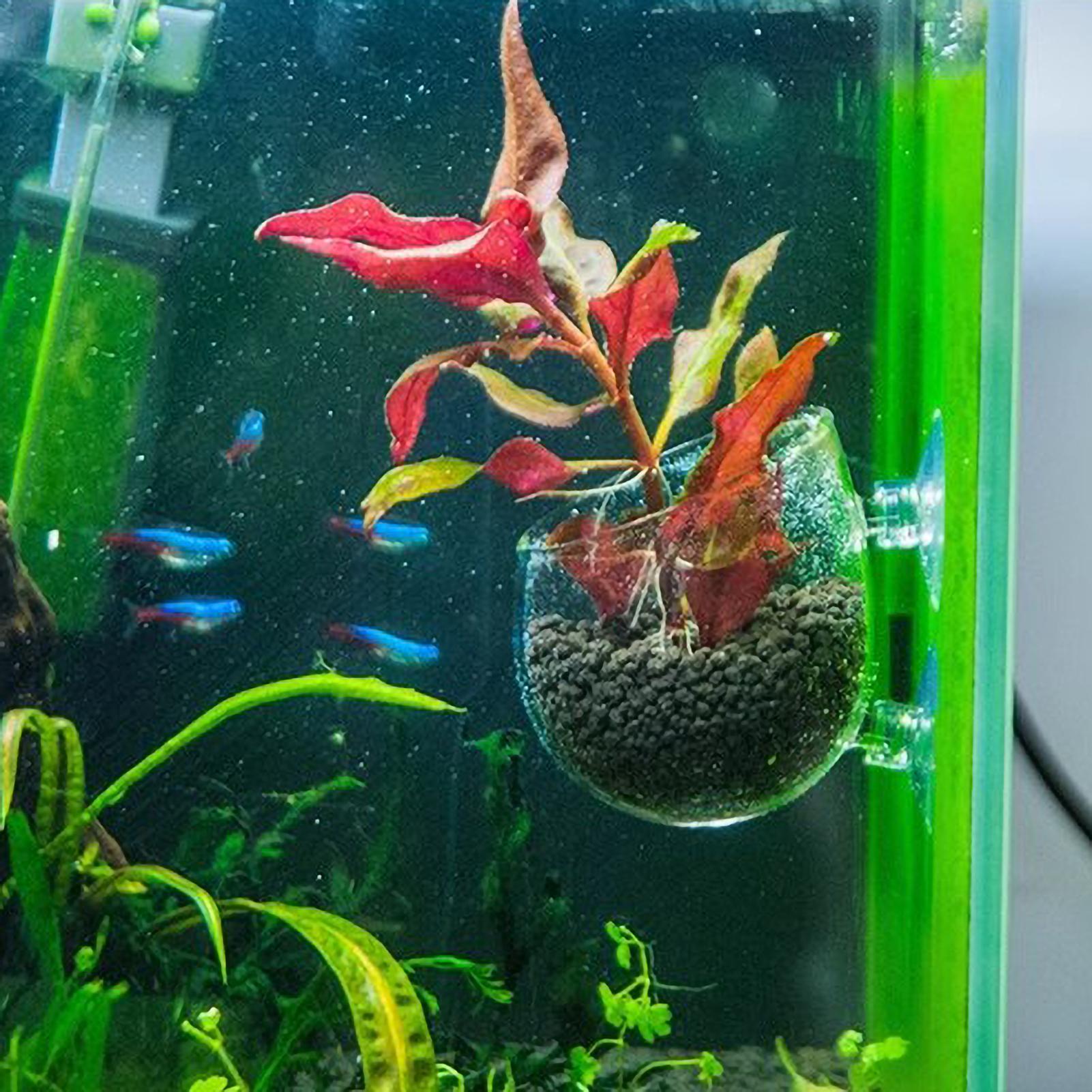 水槽用植物ホルダー ガラス製水草ポット 吸盤付き 生きた植物 - Aquarium Plant Holder のレビューと価格