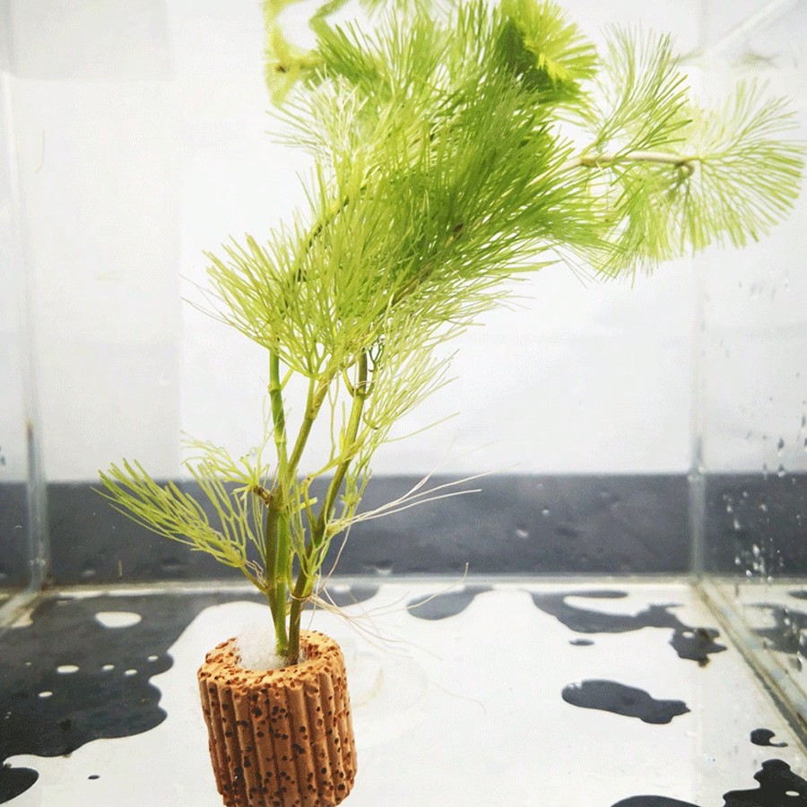 高品質の水族館植物固定リング - 水生植物用の呼吸リングは、 - Aquarium Plant Rings のレビューと価格