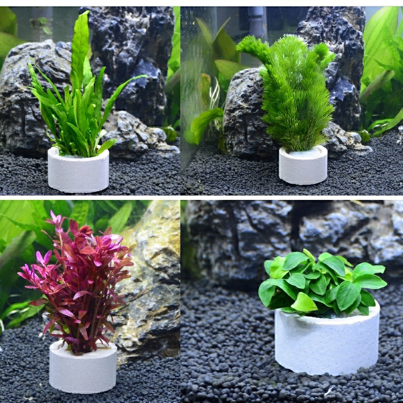 水槽装飾セラミックリング、水槽植物固定ポット、水玉水生植物、 - Aquarium Plant Rings のレビューと価格