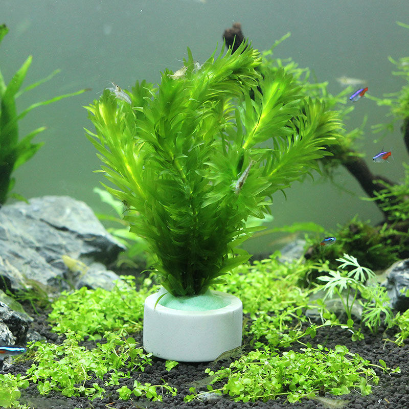 水槽装飾セラミックリング、水槽植物固定ポット、水玉水生植物、 - Aquarium Plant Rings のレビューと価格