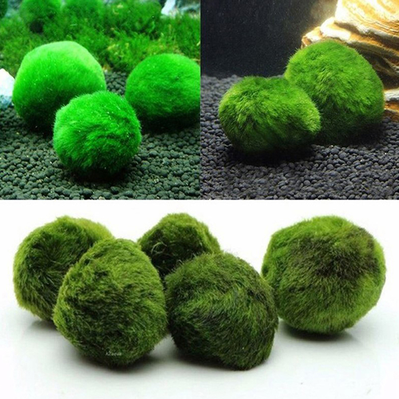 マリモモスボール 生きた水槽植物 藻類 魚 エビ 水槽飾り  - Planted Aquarium Moss のレビューと価格