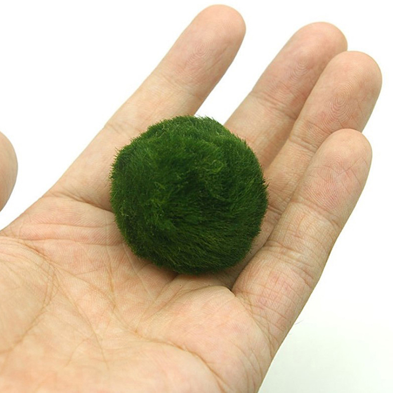マリモモスボール 生きた水槽植物 藻類 魚 エビ 水槽飾り  - Planted Aquarium Moss のレビューと価格