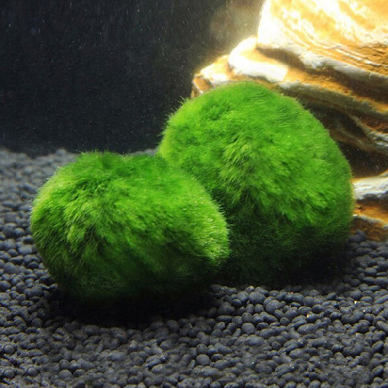 マリモモスボール 生きた水槽植物 藻類 魚 エビ 水槽飾り  - Planted Aquarium Moss のレビューと価格