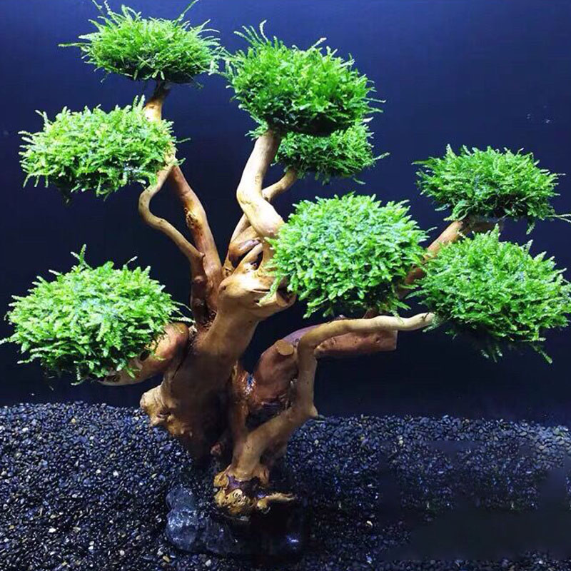 水槽緑化木枠植栽装飾アクセサリー苔木枠（苔なし）水槽植栽流木 - Planted Aquarium Moss のレビューと価格