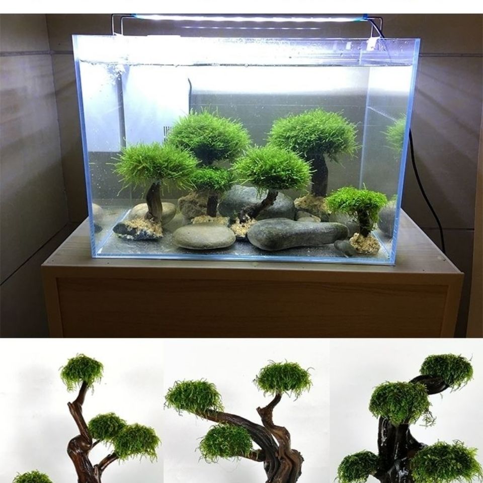 水槽緑化木枠植栽装飾アクセサリー苔木枠（苔なし）水槽植栽流木 - Planted Aquarium Moss のレビューと価格