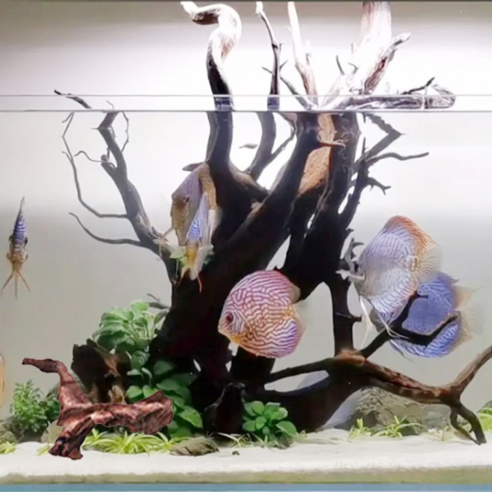 創造的な不規則な形の珊瑚ウッド、天然ウッド、流木、松の木の根 - Aquarium Plant Design のレビューと価格