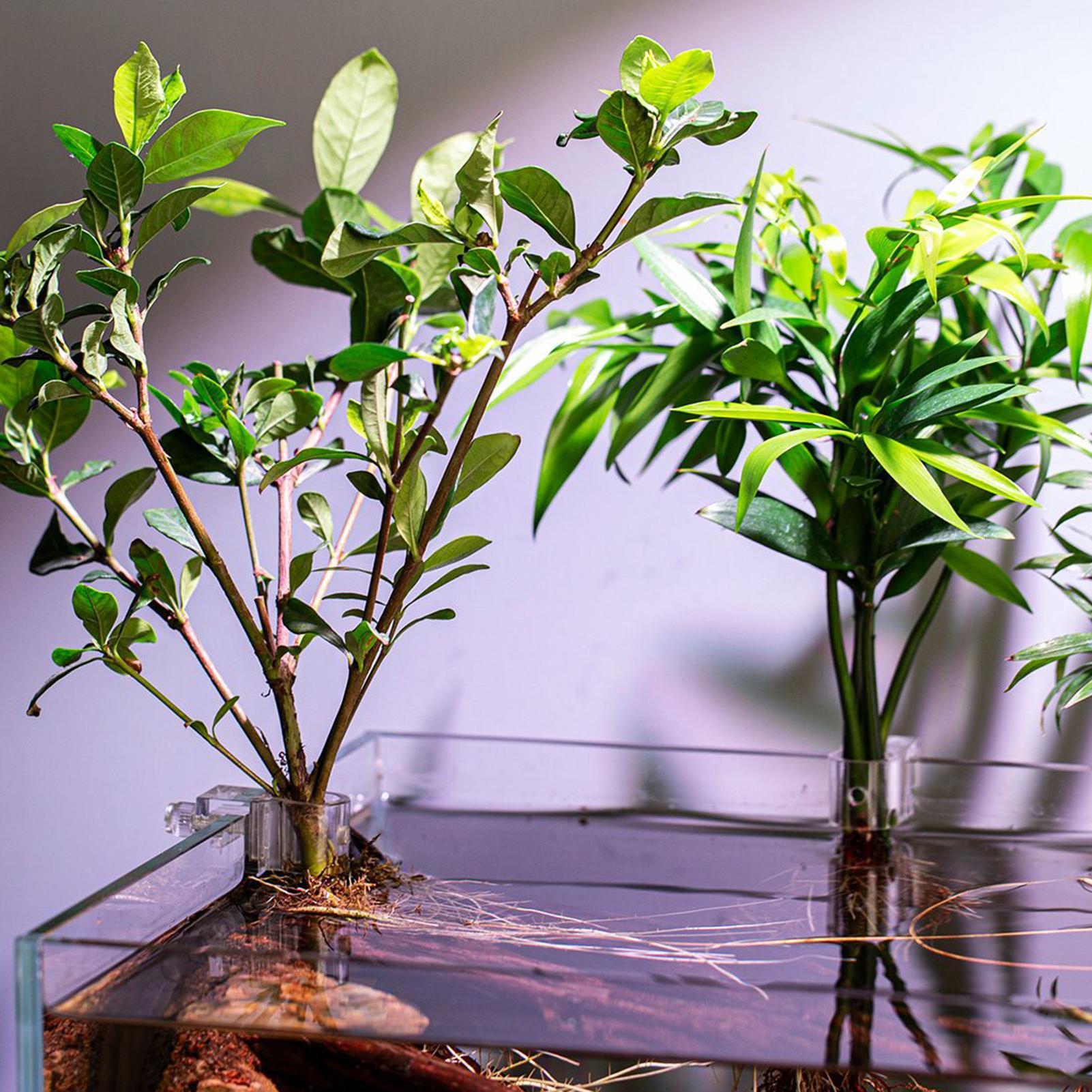 6 個の水族館植物ホルダー透明植栽ブラケット吊り下げ可能な植 - Aquarium Plant Holder のレビューと価格