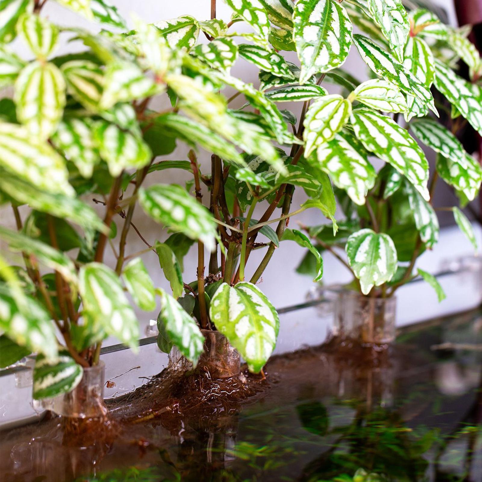 6 個の水族館植物ホルダー透明植栽ブラケット吊り下げ可能な植 - Aquarium Plant Holder のレビューと価格