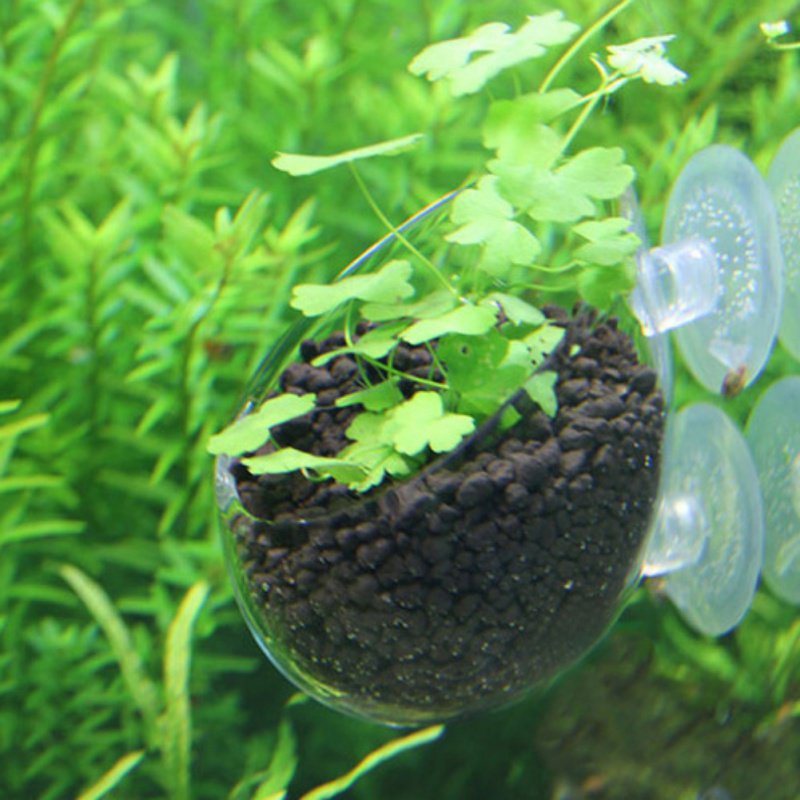水族館の植物のためのガラス製の円筒形カップ,水鉢植えの多肉植 - Planted Aquarium Moss のレビューと価格