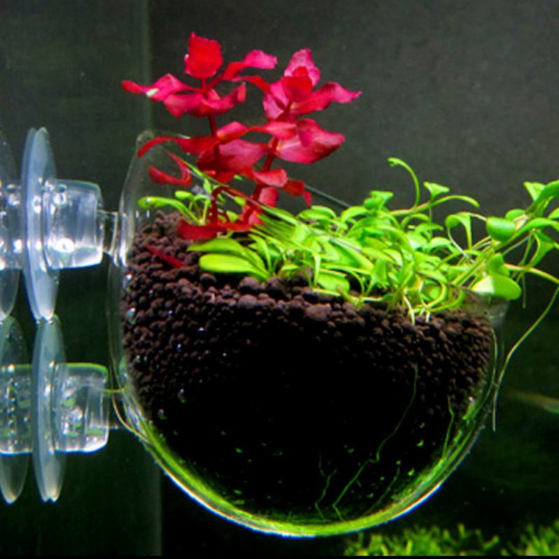 水族館の植物のためのガラス製の円筒形カップ,水鉢植えの多肉植 - Planted Aquarium Moss のレビューと価格